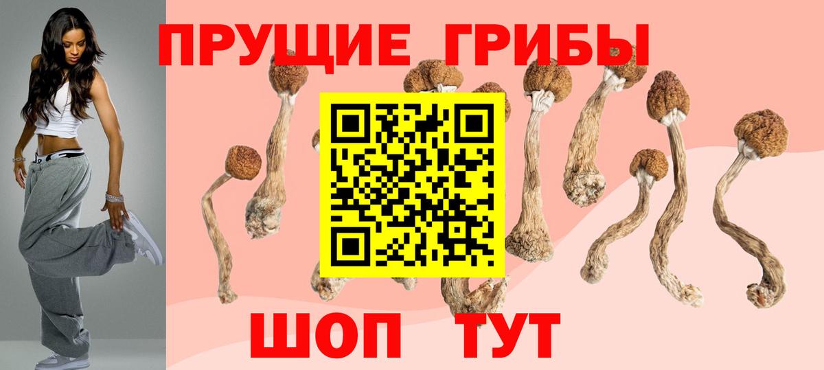 Галлюциногенные грибы Psilocybe Елец